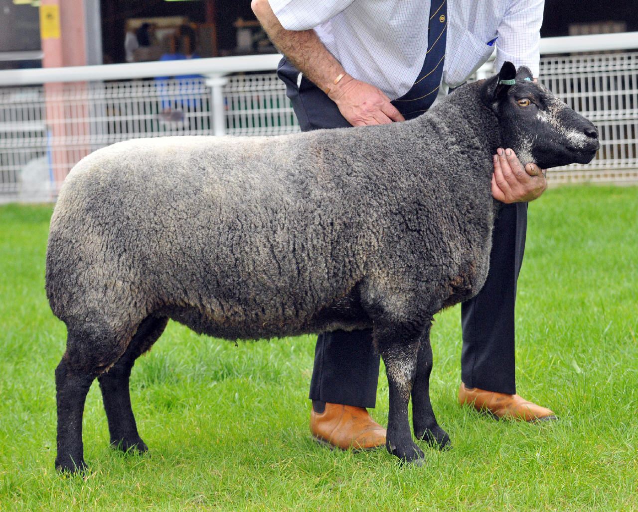 Jonsland Pedigree Blue Texel Sheep For Sale